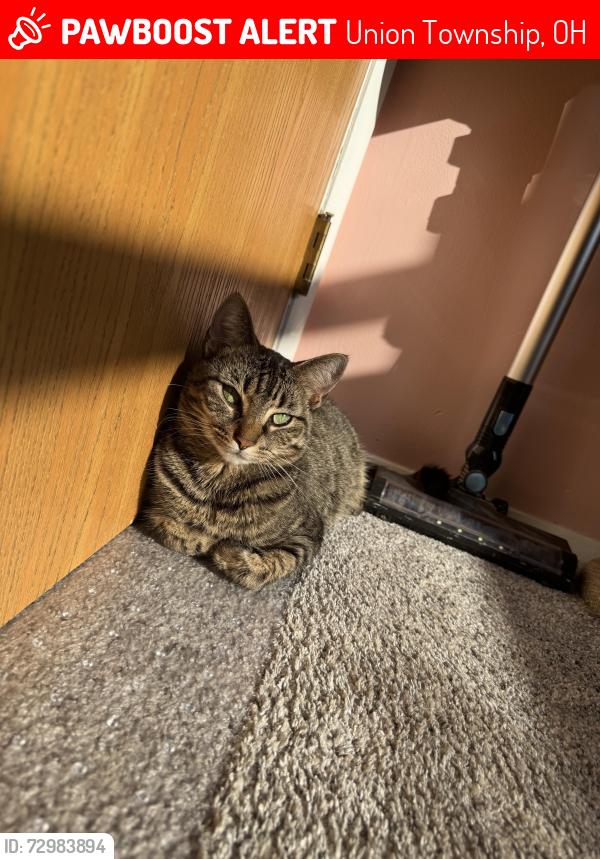 Lost Female Cat last seen Planet Fitness, Union Township, OH 45245