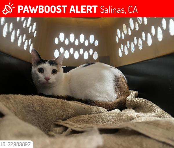 Lost Female Cat last seen Garner Ave , Salinas, CA 93905