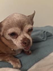 Found/Stray Female Dog last seen Moes Southwest Grill Buckhead, Atlanta, GA 30305