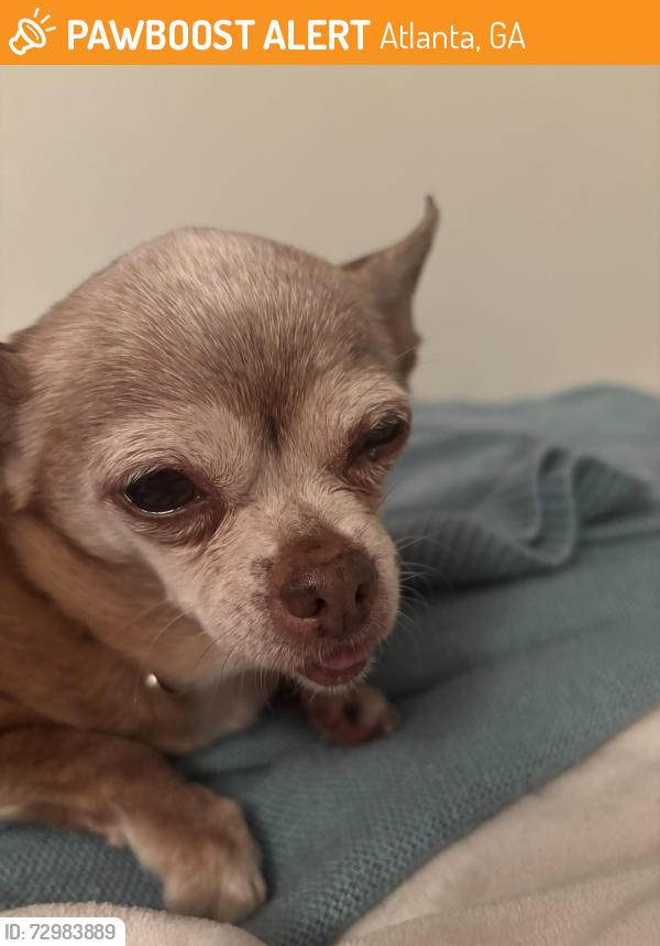 Found/Stray Female Dog last seen Moes Southwest Grill Buckhead, Atlanta, GA 30305