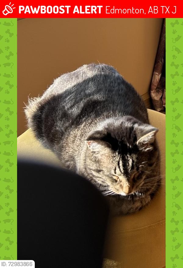 Lost Male Cat last seen Edmonton, Edmonton, AB T6X 0J8