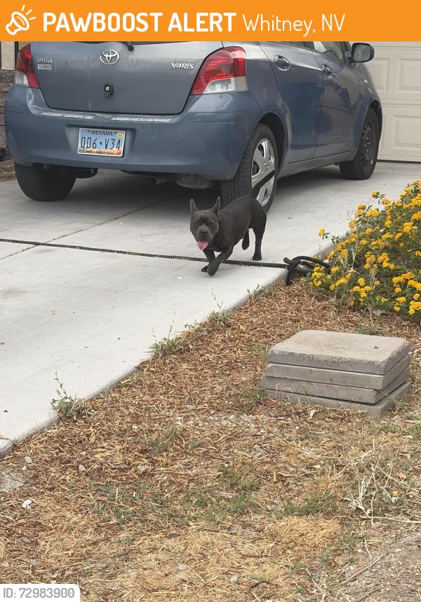 Found/Stray Male Dog last seen Emelita st , Whitney, NV 89122