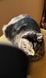 Lost Male Cat last seen Edmonton, Edmonton, AB T6X 0J8