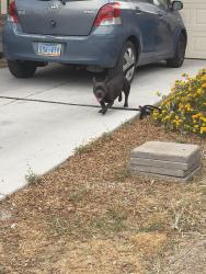 Found/Stray Male Dog last seen Emelita st , Whitney, NV 89122