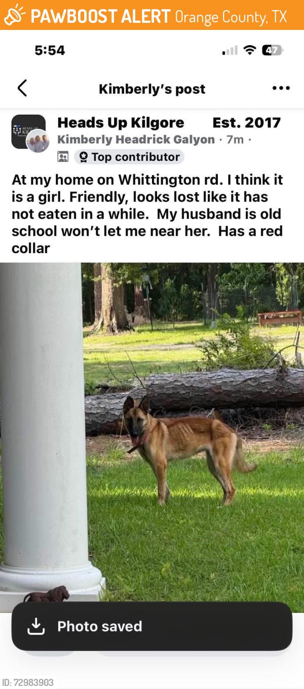 Found/Stray Female Dog last seen Stone, Orange County, TX 77662
