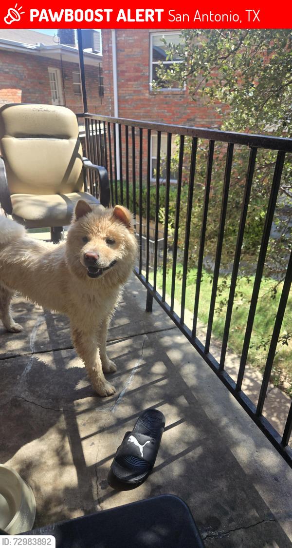 Lost Male Dog last seen Near Ahern Dr San Antonio tx 78216, San Antonio, TX 78216