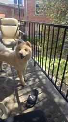 Lost Male Dog last seen Near Ahern Dr San Antonio tx 78216, San Antonio, TX 78216