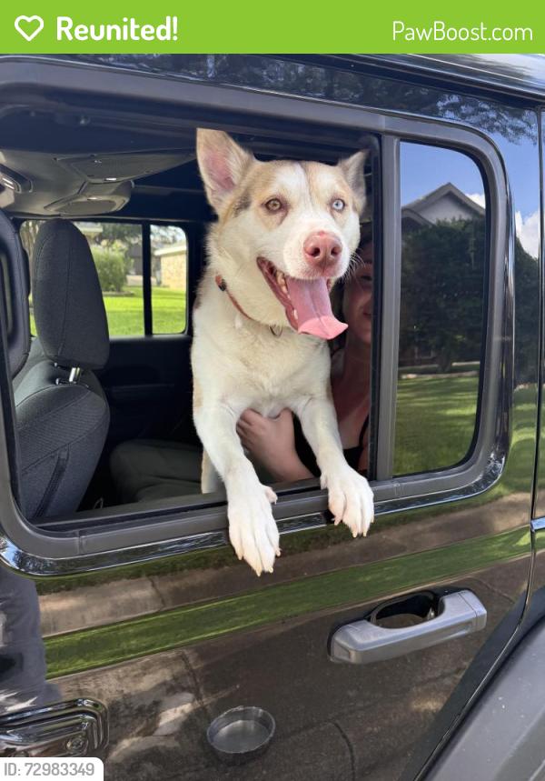 Reunited Female Dog last seen Frankford and Voss area, Dallas, TX 75287