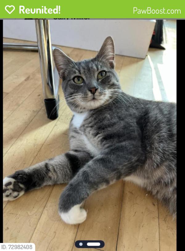 Reunited Male Cat last seen ne 63rd & klickitat, Portland, OR 97213