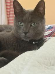 Reunited Male Cat last seen Winding way & alden, Morrisville, PA 19067
