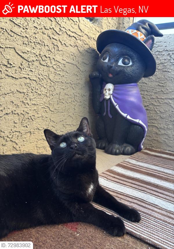 Lost Female Cat last seen Octave apmt complex , Las Vegas, NV 89123