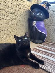 Lost Female Cat last seen Octave apmt complex , Las Vegas, NV 89123