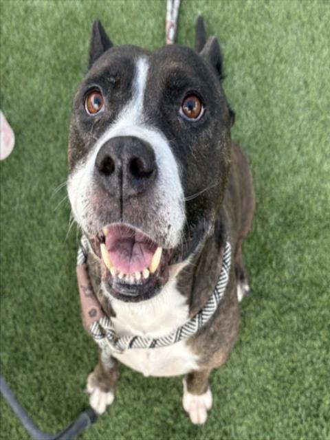 Shelter Stray Female Dog last seen , 3201 Lacy St, Los Angeles, CA 90031, USA