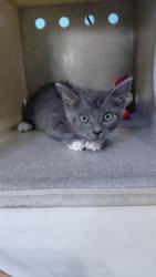 Shelter Stray Female Cat last seen , 4275 Elton St, Baldwin Park, CA 91706, USA