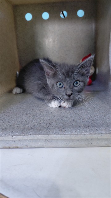 Shelter Stray Female Cat last seen , 4275 Elton St, Baldwin Park, CA 91706, USA