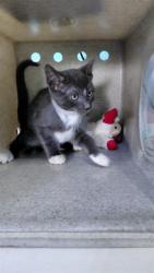 Shelter Stray Male Cat last seen , 4275 Elton St, Baldwin Park, CA 91706, USA