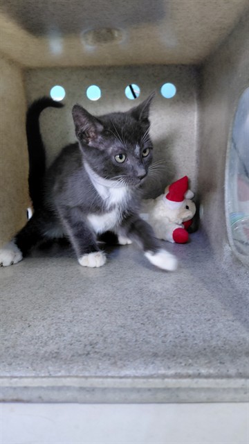 Shelter Stray Male Cat last seen , 4275 Elton St, Baldwin Park, CA 91706, USA