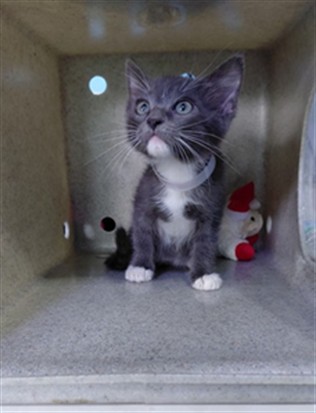 Shelter Stray Female Cat last seen , 4275 Elton St, Baldwin Park, CA 91706, USA