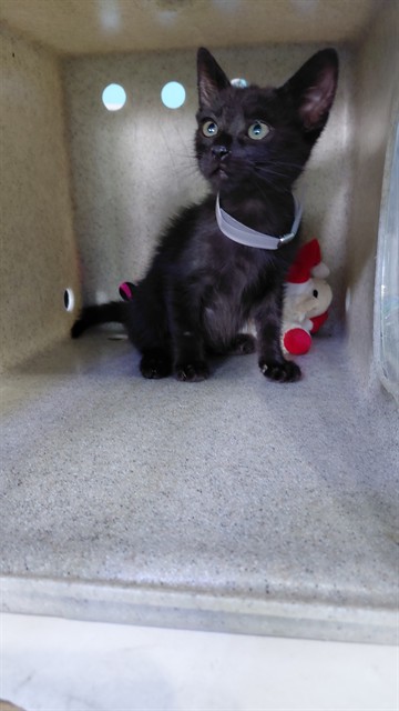 Shelter Stray Female Cat last seen , 4275 Elton St, Baldwin Park, CA 91706, USA