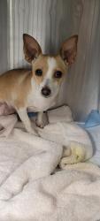 Shelter Stray Female Dog last seen , West Valley Animal Shelter, 20655 Plummer St, Chatsworth, CA 91311, USA