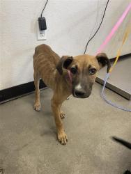 Shelter Stray Male Dog last seen Near BLOCK N COLLEGE AVE, FRESNO CA 93701 1703, 5277 E Airways Blvd, Fresno, CA 93727, USA