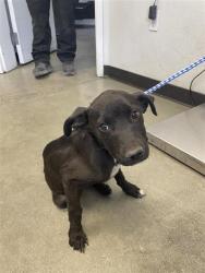Shelter Stray Female Dog last seen Near BLOCK N COLLEGE AVE, FRESNO CA 93701 1703, 5277 E Airways Blvd, Fresno, CA 93727, USA