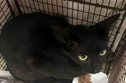 Shelter Stray Female Cat last seen , 14409 Vanowen St, Van Nuys, CA 91405, USA