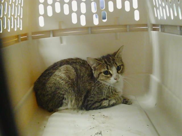 Shelter Stray Female Cat last seen CHARLOTTE, 8315 Byrum Dr, Charlotte, NC 28217, USA