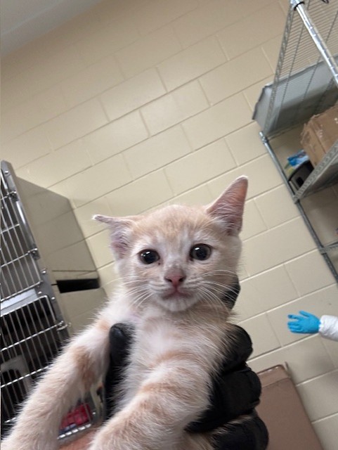 Shelter Stray Unknown Cat last seen , Sanford, FL 32773