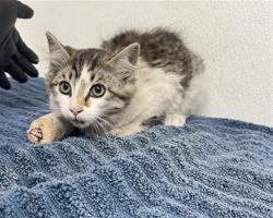 Shelter Stray Male Cat last seen , Camarillo, CA 93010