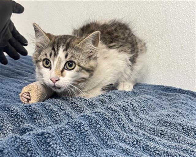 Shelter Stray Male Cat last seen , Camarillo, CA 93010