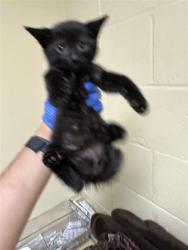 Shelter Stray Male Cat last seen BUTTERWORTH AVE & EMERY CT, 2127 Front St, Sacramento, CA 95818, USA