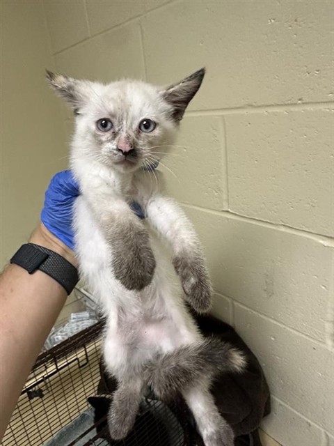 Shelter Stray Female Cat last seen BUTTERWORTH AVE & EMERY CT, 2127 Front St, Sacramento, CA 95818, USA