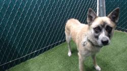Shelter Stray Female Dog last seen , 11258 Garfield Ave, Downey, CA 90242, USA
