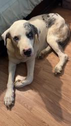 Lost Male Dog last seen Farrell st near the knob , Niota, TN 37826