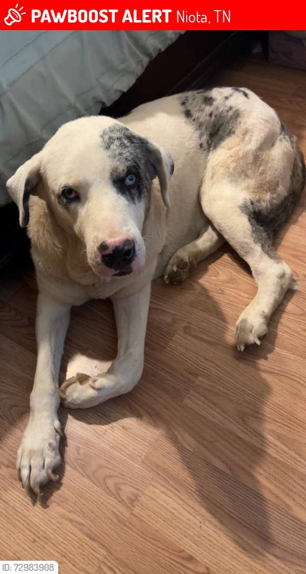 Lost Male Dog last seen Farrell st near the knob , Niota, TN 37826