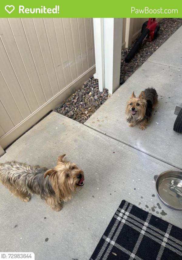 Reunited Female Dog last seen Abelia Glen, Menifee, CA 92584