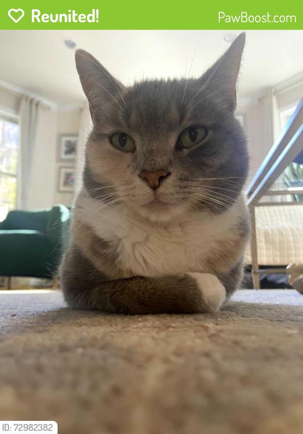 Reunited Female Cat last seen Gold Dust Ct. and Powdermill Ln, Oakton, VA 22181