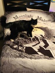 Lost Male Cat last seen Sanderling and watersedge, San Antonio, TX 78245