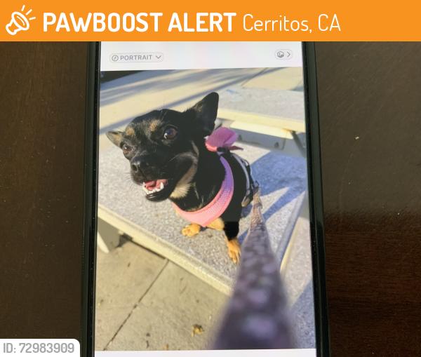 Found/Stray Female Dog last seen On 195th street across from Cerritos regional park by Shadow Park gate at around 9:15am., Cerritos, CA 90702