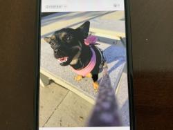 Found/Stray Female Dog last seen On 195th street across from Cerritos regional park by Shadow Park gate at around 9:15am., Cerritos, CA 90702