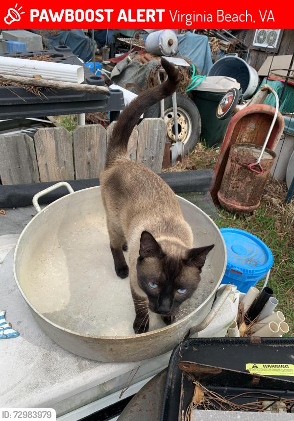 Lost Male Cat last seen Hatteras and Comanche, Virginia Beach, VA 23462
