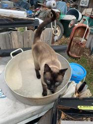 Lost Male Cat last seen Hatteras and Comanche, Virginia Beach, VA 23462