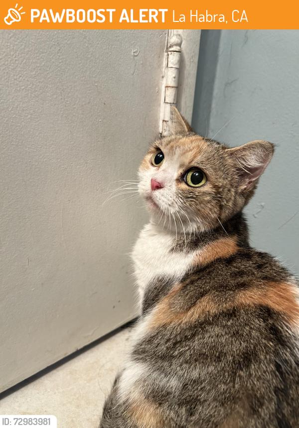 Found/Stray Female Cat last seen El rancho dr La Habra , La Habra, CA 90631