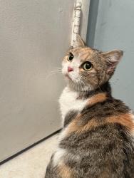 Found/Stray Female Cat last seen El rancho dr La Habra , La Habra, CA 90631