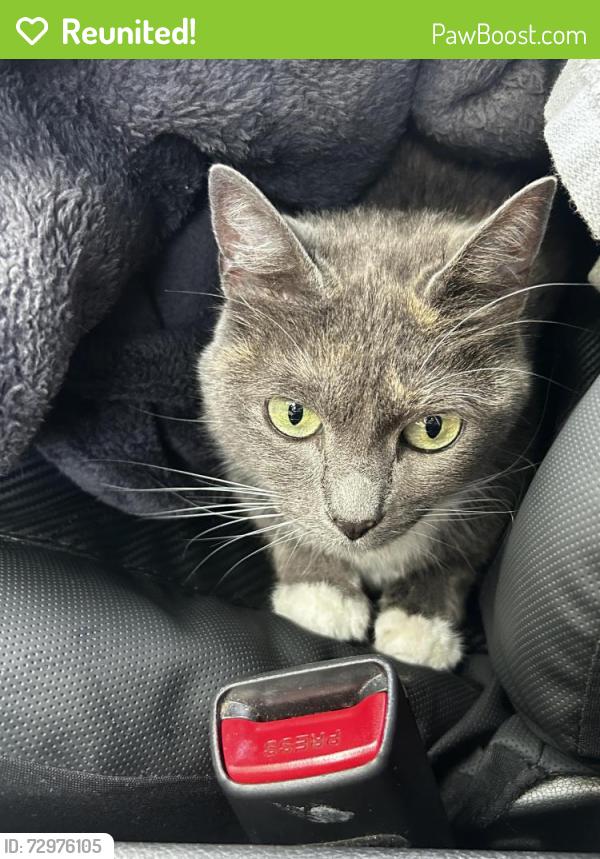 Reunited Female Cat last seen at surestay hotel, Gulfport, MS 39503