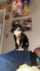 Reunited Female Cat last seen Woodway Dr SW, Huntsville, AL 35805, USA, Huntsville, AL 35805