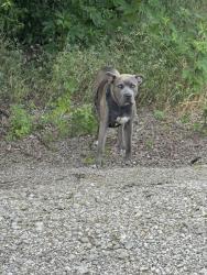 Found/Stray Male Dog last seen Cleburne highway, Godley, TX 76044