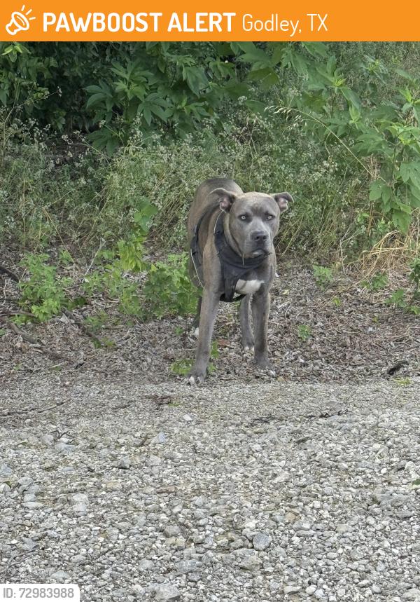 Found/Stray Male Dog last seen Cleburne highway, Godley, TX 76044