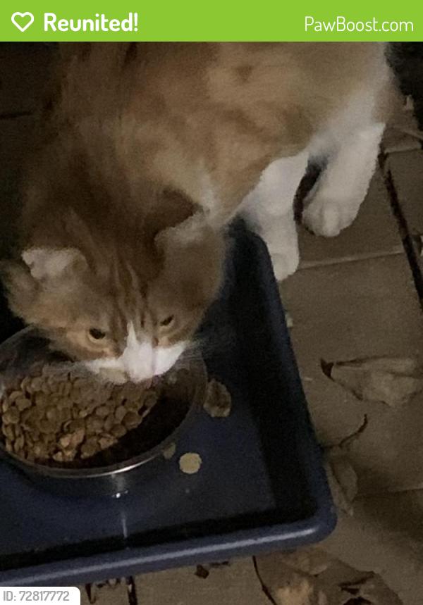 Reunited Unknown Cat last seen Jaycar, Ferntree Gully, VIC 3156